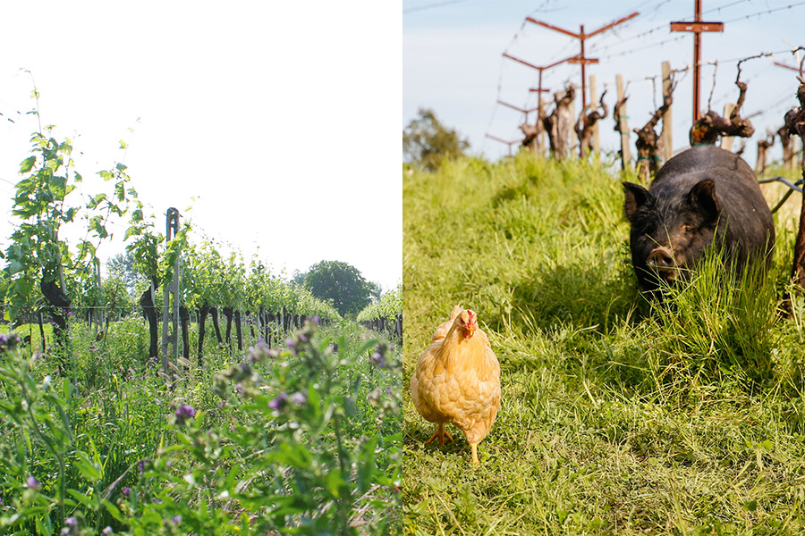 Zwei Fotos die Biodiversität im Weingut zeigen