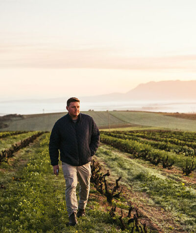 Wein aus Südafrika – Was ist das Old Vine Project?