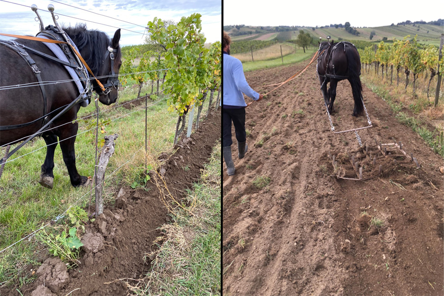 Bodenbearbeitung mit dem Pferd